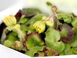 Cremanthodium campanulatum