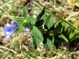 Scutellaria strigillosa