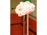 Camellia japonica 'Cheryll Lynn'
