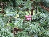 柱冠粗榧