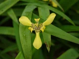 Trimezia steyermarkii