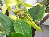 依兰