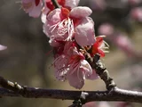梅 扇流し