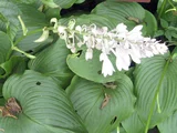 Hosta sieboldiana