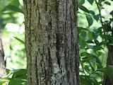 Tilia japonica