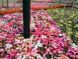 彩虹菊
