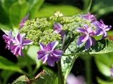 額紫陽花 'ダンス パーティ'