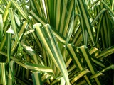 Furcraea foetida 'Mediopicta'