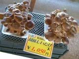 香菇 Lentinula edodes