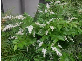 Ligustrum sinense