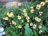 Osteospermum