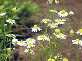 Matricaria chamomilla