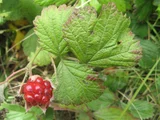 Bramble