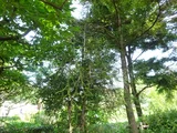 Araucarioides