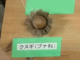 Sawtooth oak