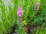 Lythrum anceps