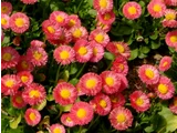 雏菊