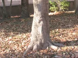 红楠