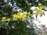 Chinese flame tree