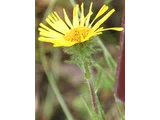 水菊