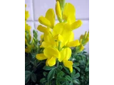 Cytisus racemosus