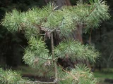 歐洲赤松
