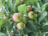 Malus prunifolia