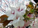 旗桜