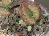 カンアオイ
