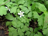 Ellisiophyllum pinnatum