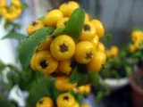 ヒマラヤトキワサンザシ