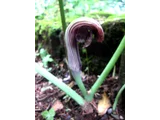 Arisaema ringens