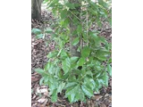 Lithocarpus glaber