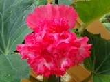 Begonia tuberhybrida 'Pink Marginata'