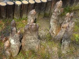 ラクウショウ
