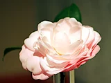 Camellia japonica 'Cheryll Lynn'