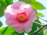 侘助椿 太郎冠者