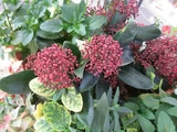 Skimmia rubella
