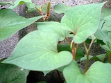 Houttuynia cordata