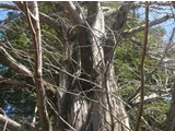Metasequoia