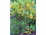 Chinese syringa