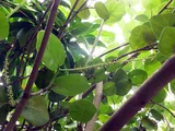 Coccoloba uvifera