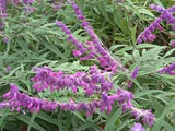 Salvia leucantha