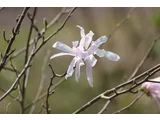 Star Magnolia