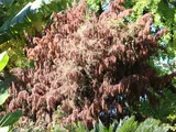 Chinese flame tree