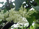 Syringa reticulata