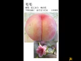 モモ