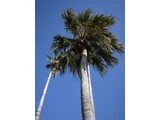 Washingtonia Robusta