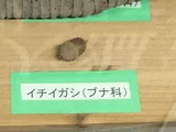 イチイガシ