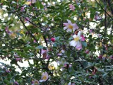 山茶花 '揚羽の蝶'